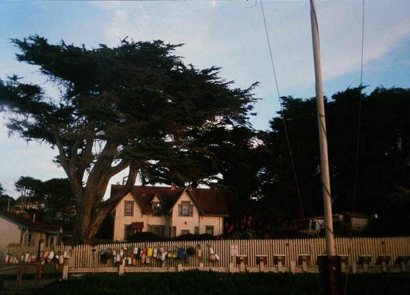 Cypress and house, Portra 400