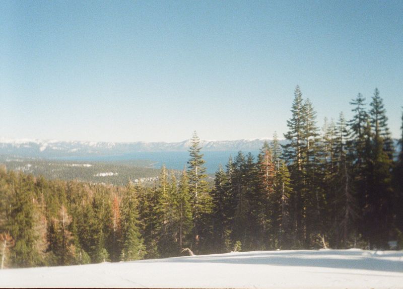 Tahoe pines, Portra 400