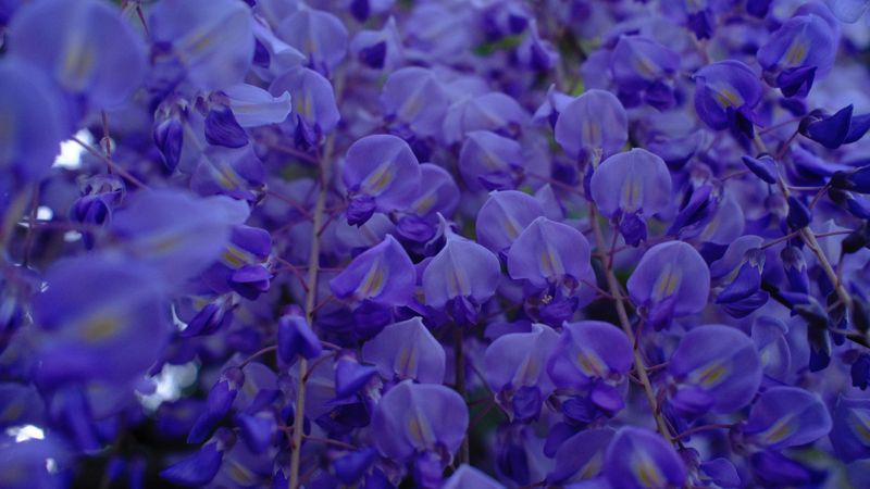 Wisteria